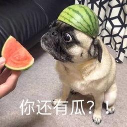 sam吃瓜表情,揭秘娱乐圈幕后风云