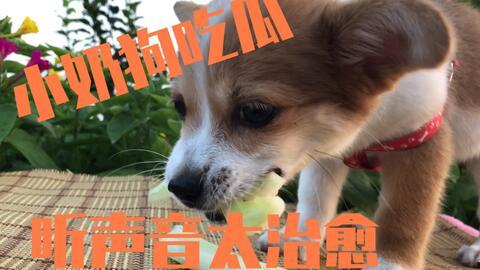 大黄狗吃瓜,大黄狗的瓜田奇遇记