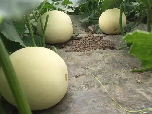 吃玉菇蜜瓜,甜蜜滋味，尽享夏日清新