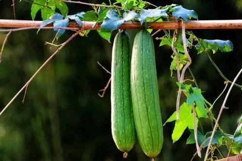 三连吃瓜,揭秘娱乐圈的“瓜田”风云