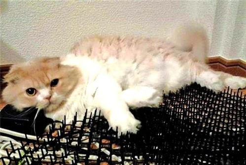 猫奴吃瓜,揭秘宠物界的趣味八卦