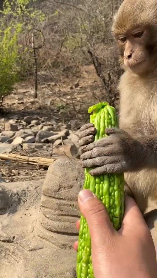 道具吃瓜猴,揭秘神秘道具背后的神奇力量