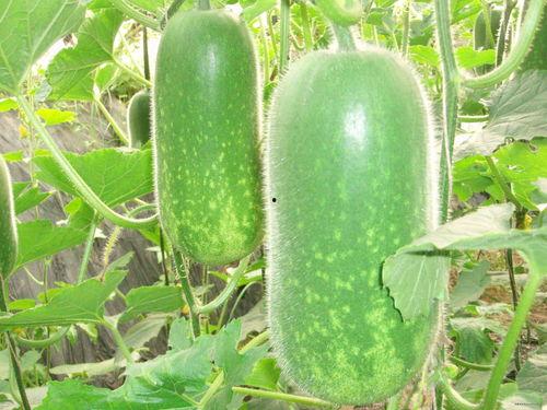 紫色背景吃瓜图片,揭秘网络热议背后的真相