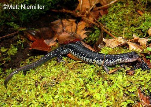 带你吃瓜野生美西螈,带你吃瓜野生美西螈之旅