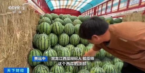 长垣吃瓜热点,揭秘当地特色美食背后的故事