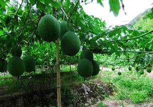 凤霞吃吊瓜,一场甜蜜的味蕾之旅