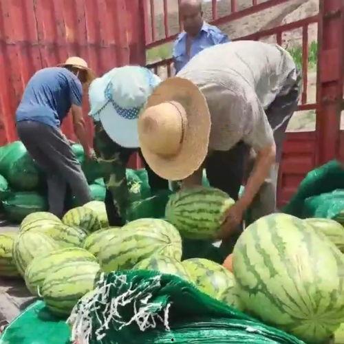 吃瓜群众最甜蜜,吃瓜群众的最爱揭秘