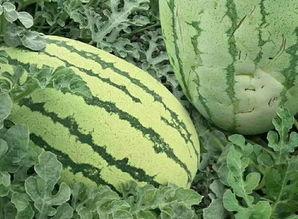 西藏莲瓜怎么吃,探索高原蔬菜的美味之旅